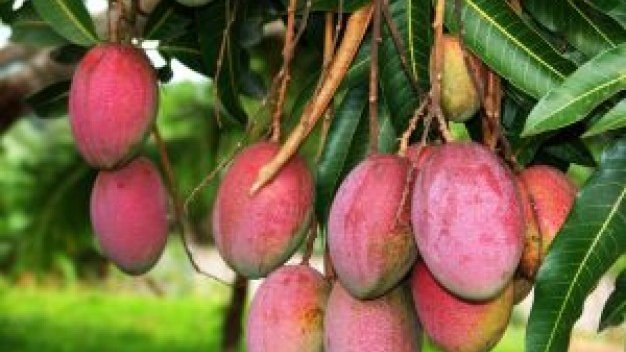 Sinaloa comienza la cosecha de mango esta semana 