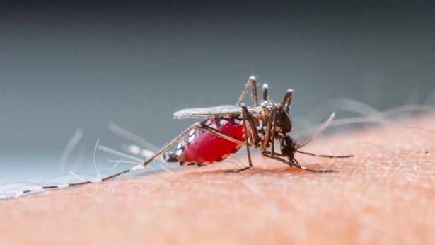 Realizarán mapa de riesgo nacional sobre dengue y chikungunya