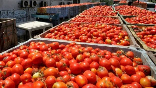 Si EEUU impone arancel al tomate mexicano, se encarecerá hasta un 30%