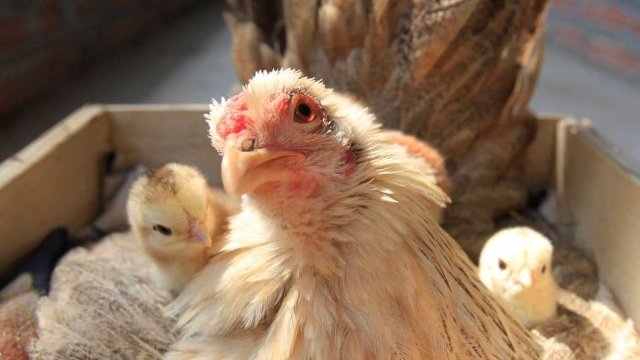 Hay brote de gripe aviar altamente contagiosa en una granja de Jalisco