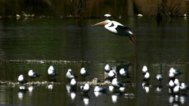 Explosión de vida: llegan aves migratorias al Vado de Meoqui