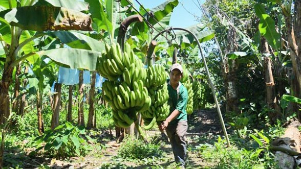 Somalia experimenta una reactivación del cultivo de la banana tras el conflicto