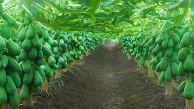 México: La producción de papaya disminuirá en las próximas semanas