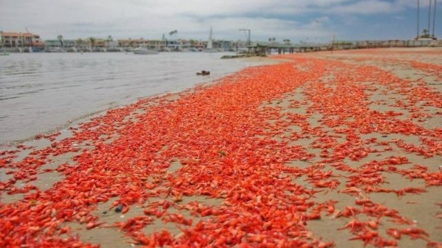 Los pequeños cangrejos que tiñen de rojo las costas de California