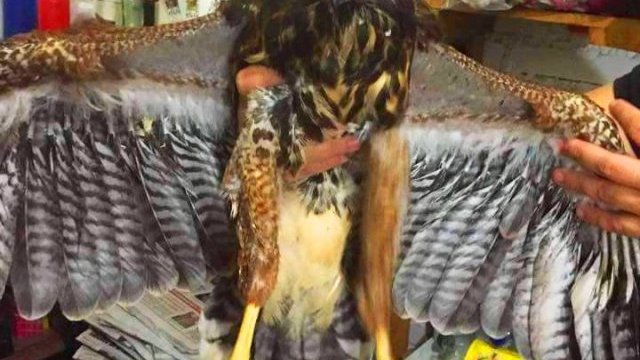 Rescatan un ejemplar juvenil de águila real en Parral