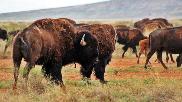 Prospera y se reproduce el bisonte en las llanuras de Janos