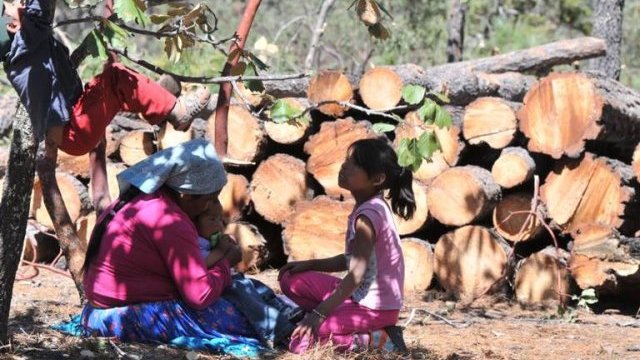Derriban pinos de 80 a 200 años en San Elías Repechique