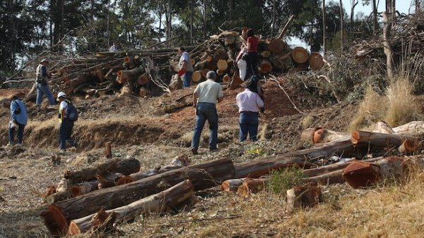 Se apodera el narco del negocio de la tala ilegal del bosque en Chihuahua