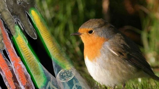 Científicos localizaron el sistema de navegación de las aves en su ojo