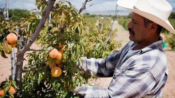 CFE alista embargos a 5 mil agricultores de Chihuahua, por adeudos