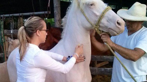Veterinarios de caballos tendrán 36o. Congreso en Chihuahua