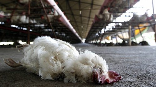 Confirman brote de gripe aviar en Guanajuato