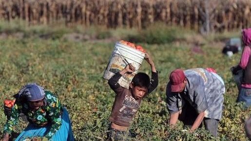Campesinos denuncian explotación laboral