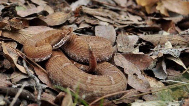 Encuentran una cascabel del pantano, serpiente endémica de Querétaro en Chihuahua 
