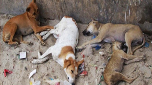 De seis meses a dos años de prisión, a quienes mataron perros en Meoqui