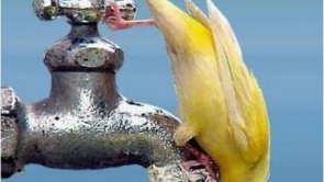 Se dispara consumo de agua y escasea en Delicias 