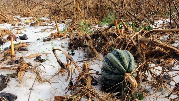 Se congelan cosechas  en Sonora y Sinaloa