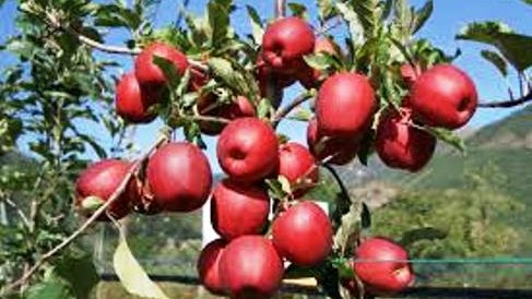 España: Cae el precio de la manzana un 52% por el veto ruso