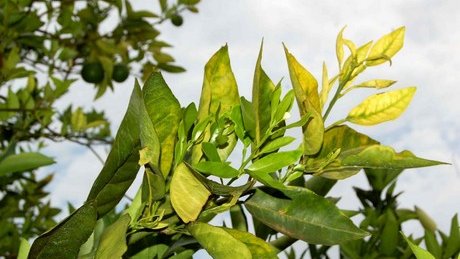 El “Dragón Amarillo” pone en riesgo la produccion de citrícos