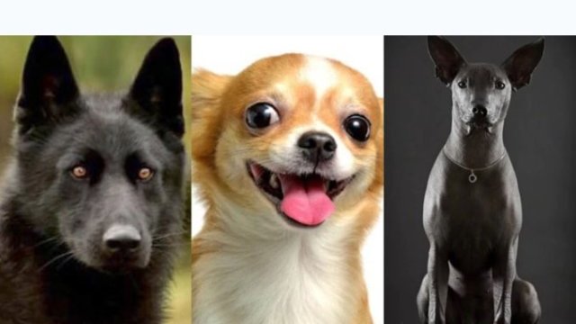 Éstas son las tres razas de perros “hechas en México”