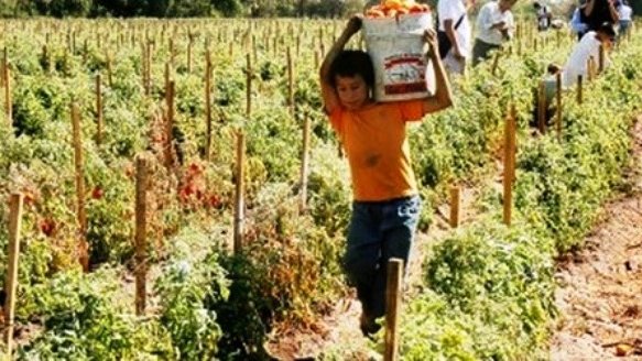 Conmemoran hoy el día mundial contra el trabajo infantil