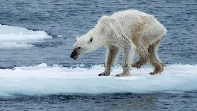 Los osos polares, en grave riesgo de morirse de hambre