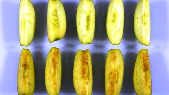 ¿El futuro de las manzanas modificadas genéticamente en una cajita feliz de McDonald’s?