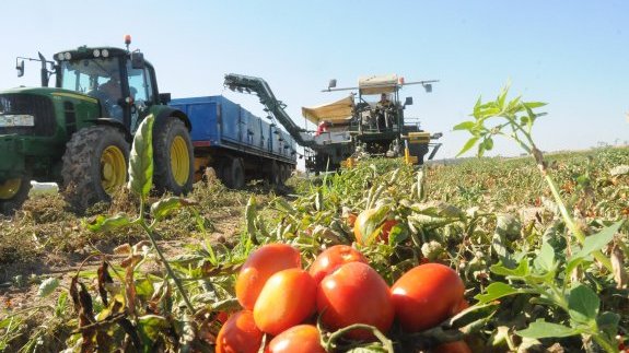 Estados Unidos impondrá cuotas de 17.65% a los tomates de México