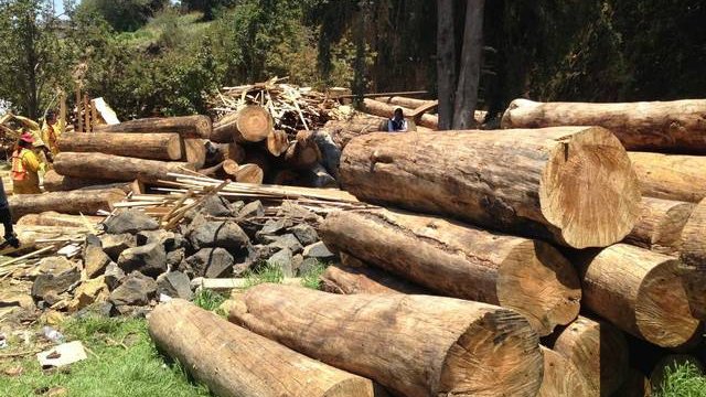 Autoriza Semarnat la tala comercial del 33% de árboles del Nevado de Toluca