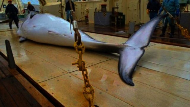 Sacrificarán ballenas como alimento para comunidades indígenas