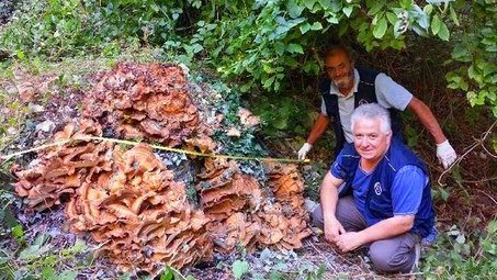 Italia: Hallan un hongo de 80 kilos