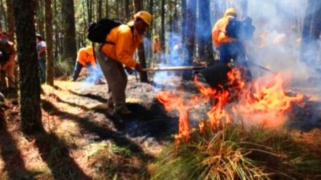 Incendios forestales: devastación causada por la acción humana