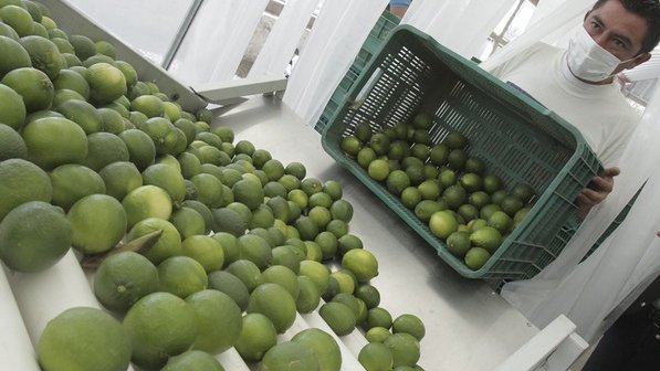 Productores contra importación de limón; precio se normalizará en un mes, dicen