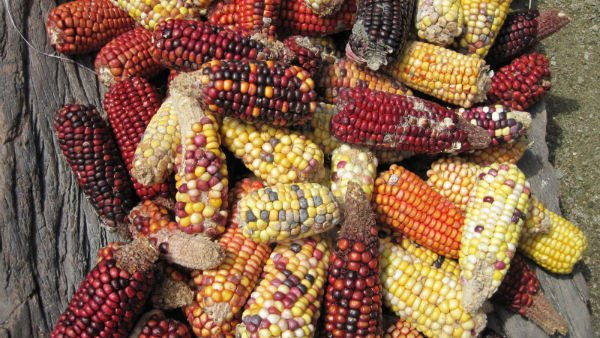 Proponen en el Congreso dar 9 años de cárcel a quien modifique maíces nativos