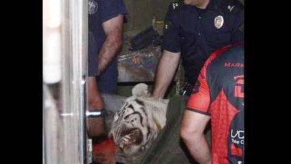 Matan a tigre prófugo que abatió a un hombre en Georgia