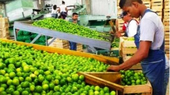 Colima desplaza a Michoacán en el comercio nacional de limón