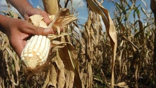 Continuarán investigaciones científicas sobre el  maíz transgénico en Chihuahua