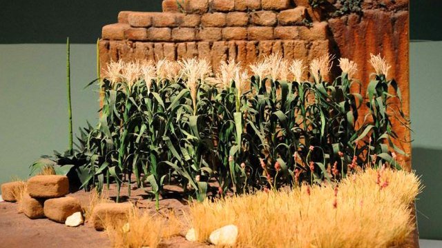 Abren la exposición La milpa. Pueblos del maíz en el Museo Nacional de Culturas Populares