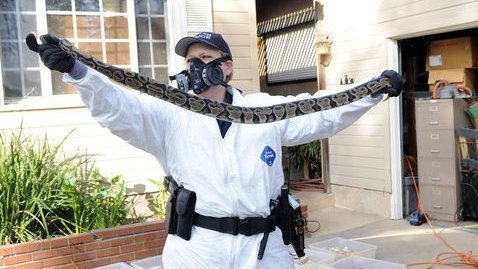 Profesor en California tenía más de 200 serpientes en su casa