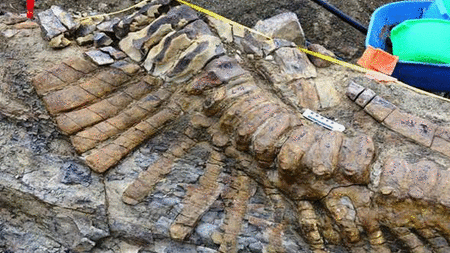 Rescatan cola de hadrosaurio de 72 millones de años en Coahuila