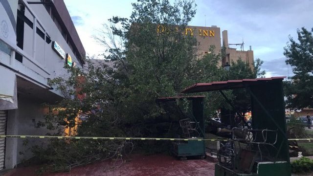 Se cayó un árbol en la Plaza Merino; no hubo heridos