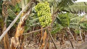 España: Plátano canario, y la muerte anunciada