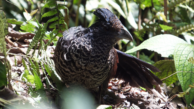 ¿Podría la observación de aves salvar los bosques de Latinoamérica?