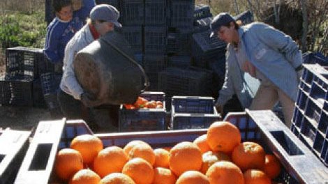Se desploma el precio de la naranja en Tamaulipas