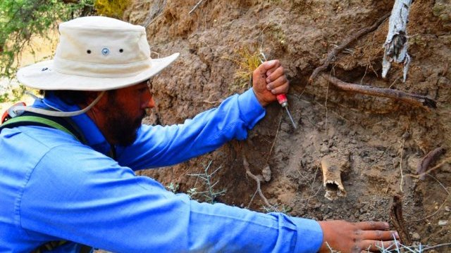 Hallazgo paleontológico sólo ha dado evidencias mínimas