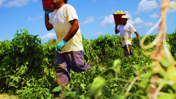 México prepara una nueva Reforma Agraria