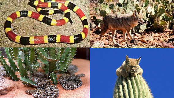 En peligro en Chihuahua, 36 especies endémicas de flora