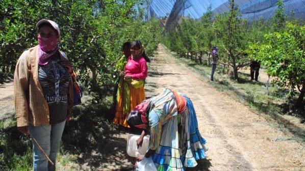 Llegan 20 mil trabajadores para la pizca de la manzana a Cuauhtémoc