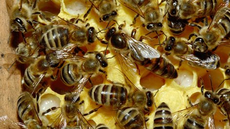 Desapareció ya, más del 80 por ciento de las abejas melíferas