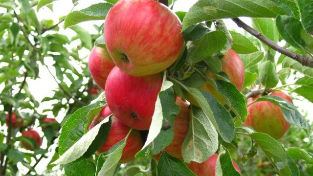 Filipinas retira manzanas importadas estadounidenses